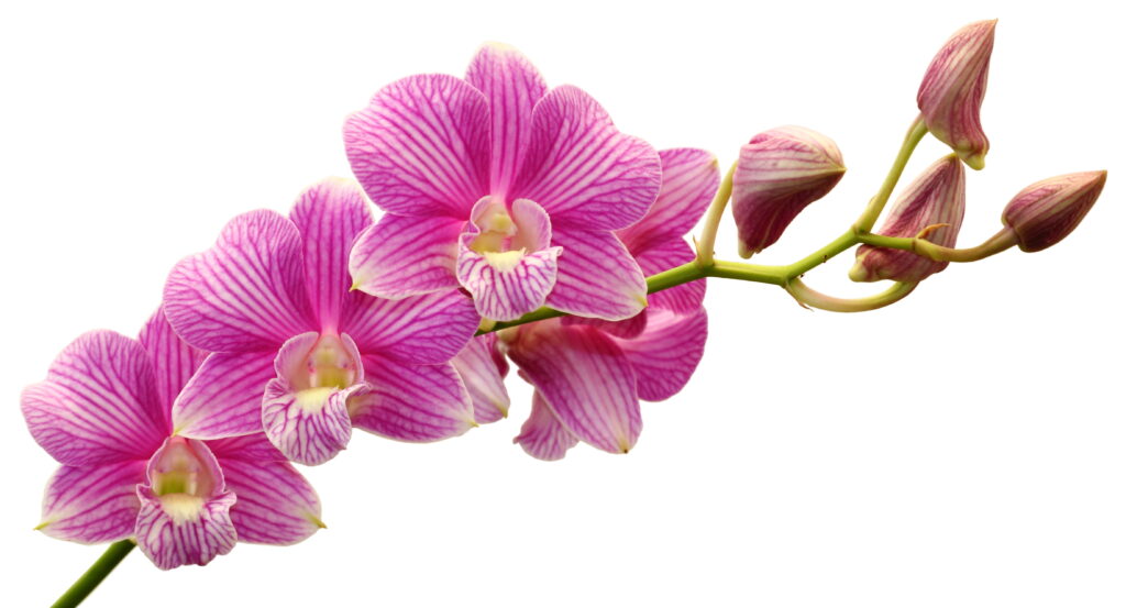 Long LIFE Cut flowers - Floral Gossip