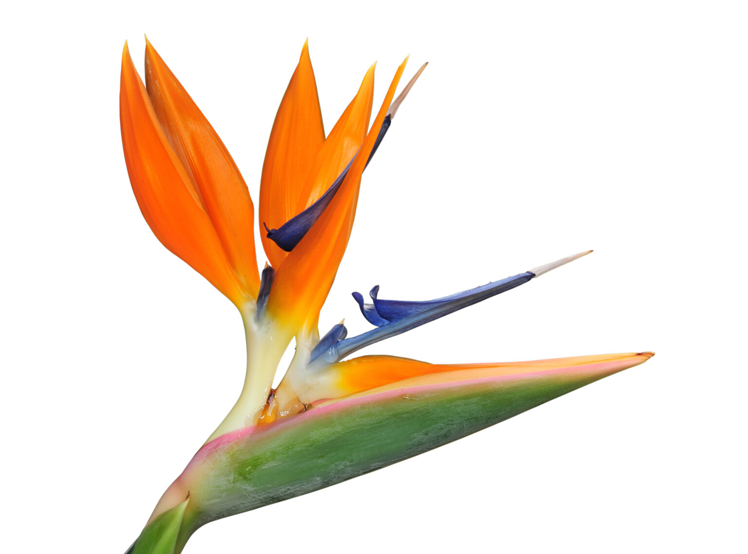 The South African Cutflower LIST! Floral Gossip